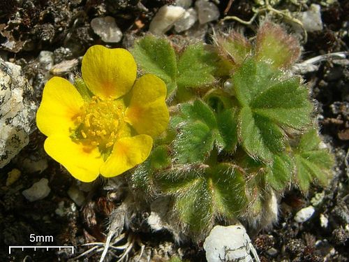 Potentilla villosa